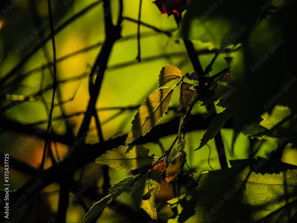 autumn leaves in the sunset