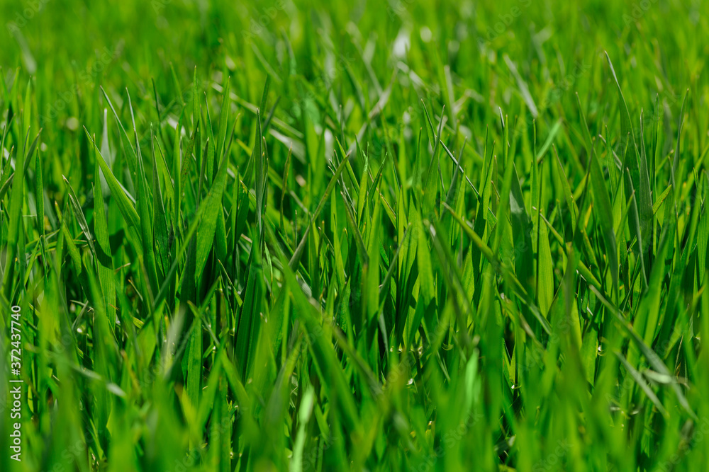 Fresh green grass in sunny day. Natural background. Close up Fresh green grass in sunny day. Natural background. Close up
