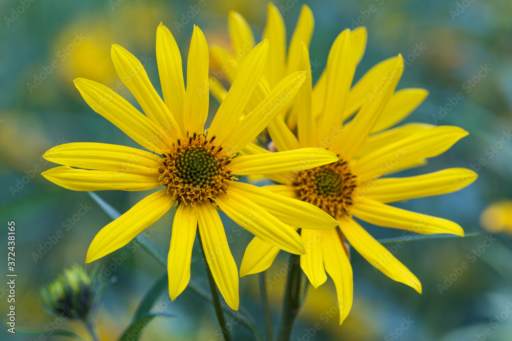 Obraz premium yellow flowers in the garden