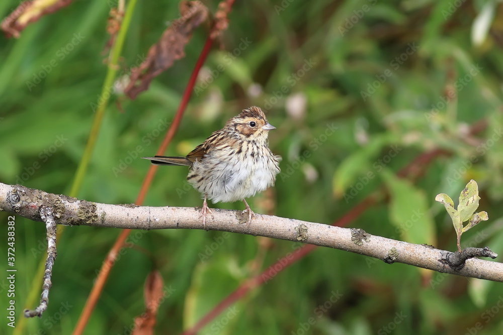 Ocyris pusillus. Little Bunting close up on a branch Ocyris pusillus. Little Bunting close up on a branch