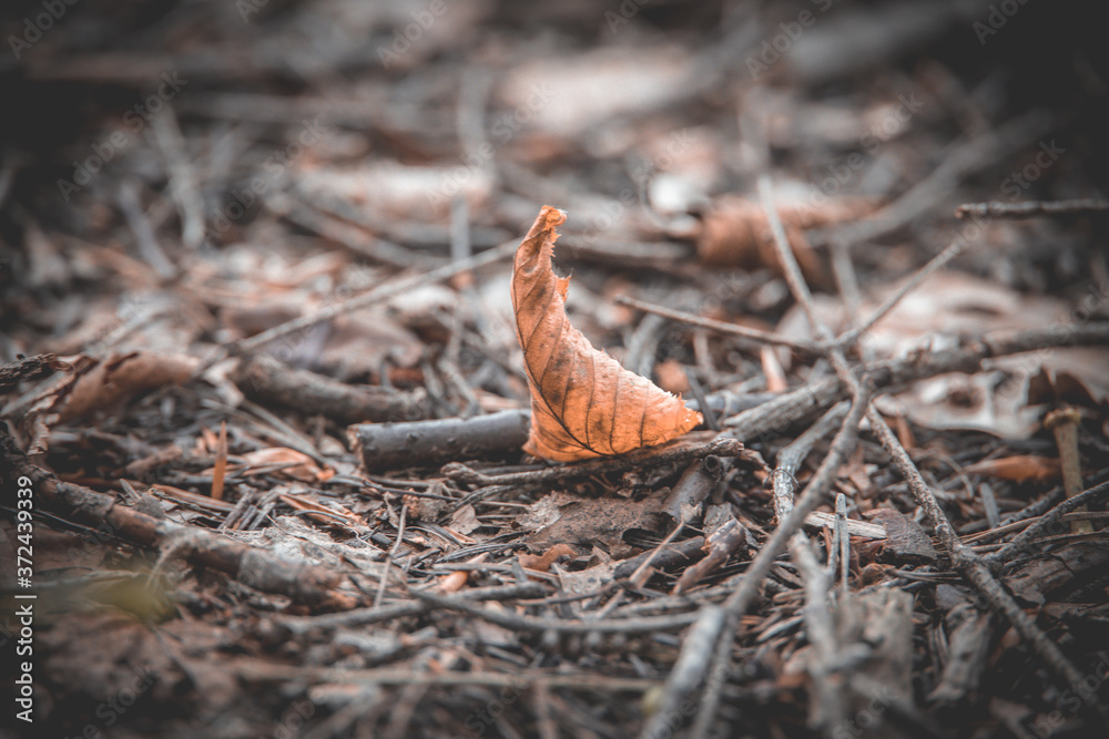 brown autumn leaf lying on the ground in the forest brown autumn leaf lying on the ground in the forest
