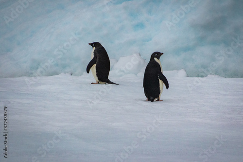 Adelie penguins  pygoscelis adeliae 