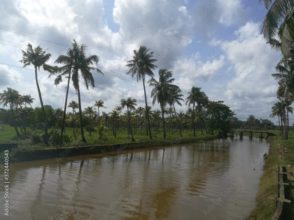 Nature long lake with coconut trees at bank and floating ducks in it. Nature long lake with coconut trees at bank and floating ducks in it.