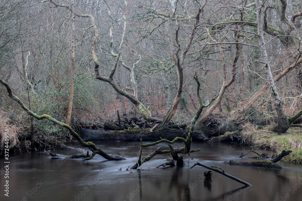 Here is a winter woodland scene where fallen trees have fallen in a storm and blocked a river. Now seen in the silent, still aftermath Here is a winter woodland scene where fallen trees have fallen in a storm and blocked a river. Now seen in the silent, still aftermath