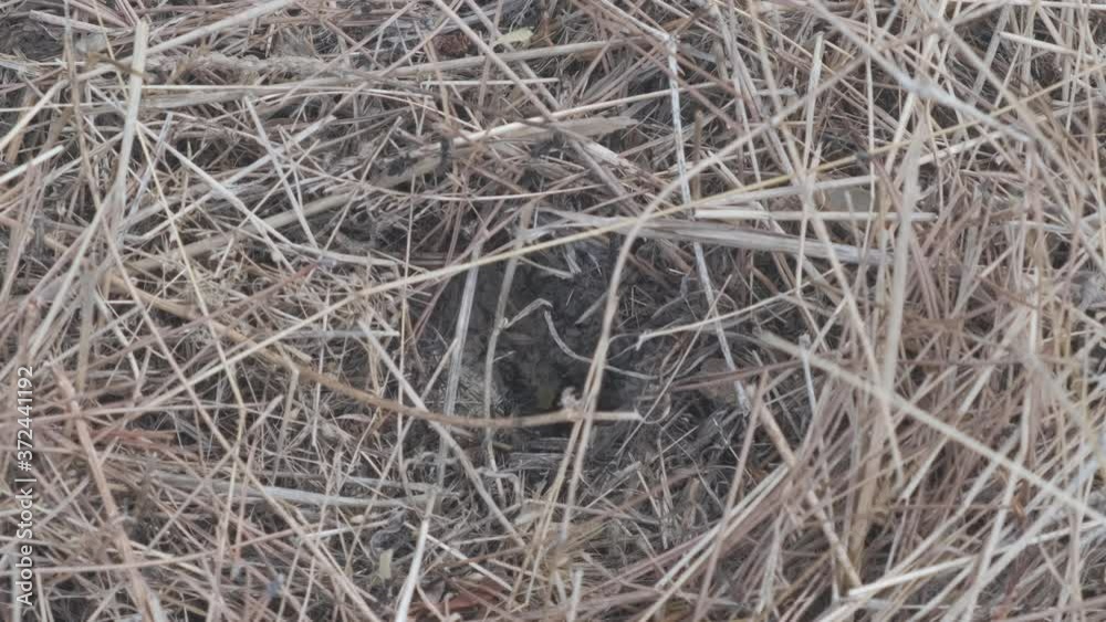 Several black ants entering and leaving their nest and bringing food to store and leaving in search of seeds