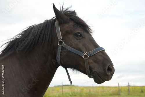 Portrait of beautiful dark horse in summer