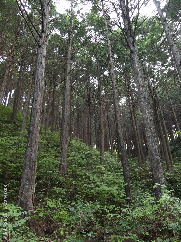 Obraz premium OLYMPUS DIGITAL CAMERA