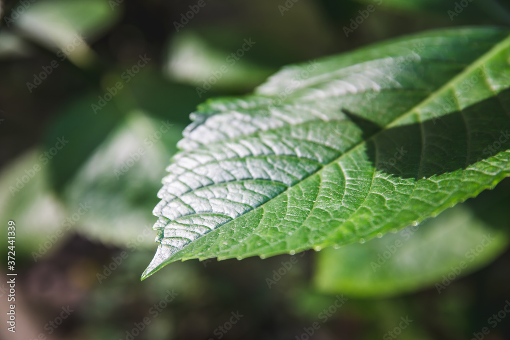 Vibrant green Hydrangea leaf vein spring morning ray of light Vibrant green Hydrangea leaf vein spring morning ray of light