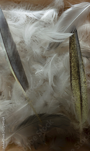 bird feathers in a box. photo