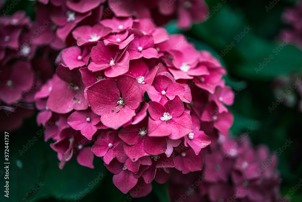 flower of purple hydrangea among green leaves in summer garden flower of purple hydrangea among green leaves in summer garden