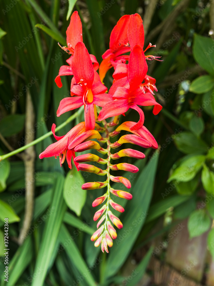 Crocosmia lucifer flowering in a UK garden Crocosmia lucifer flowering in a UK garden