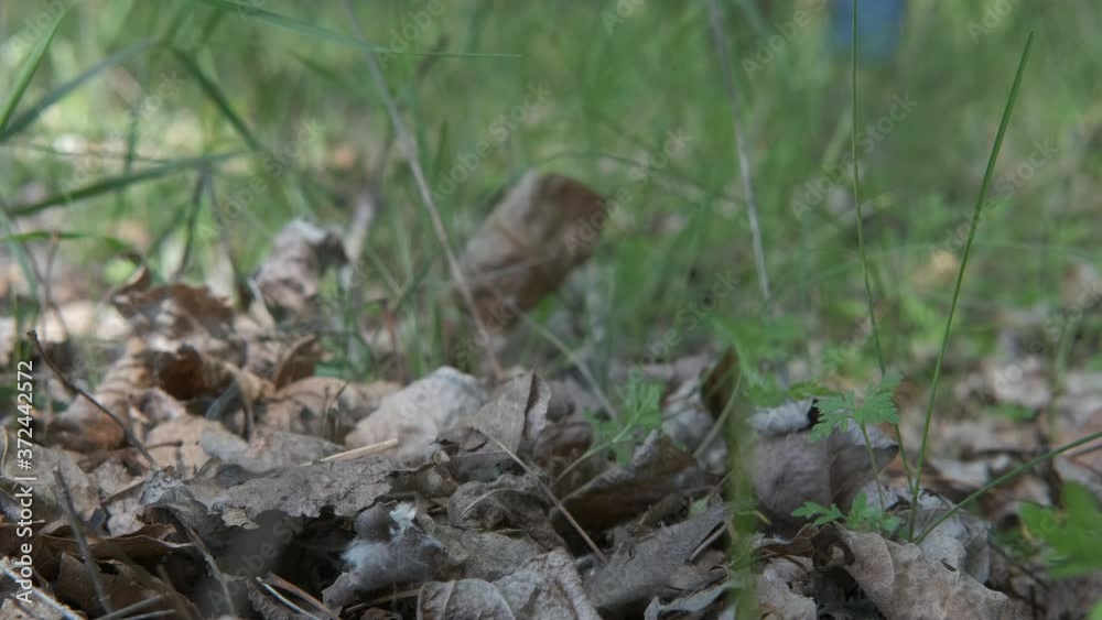 Burning match in the forest. The problem of burning dry leaves in the forest due to an unextinguished match. Burning match in the forest. The problem of burning dry leaves in the forest due to an unextinguished match.