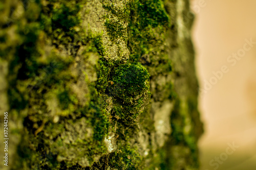 Macro shot of a tree bark. large structural texture