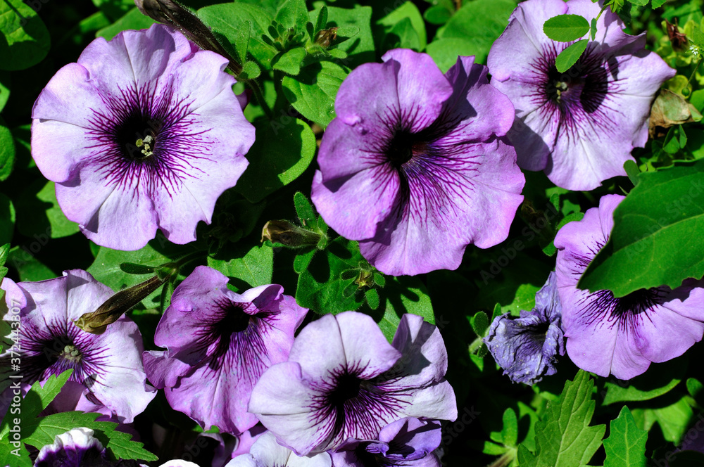 Beautiful, bright blooming petunia in a flower bed