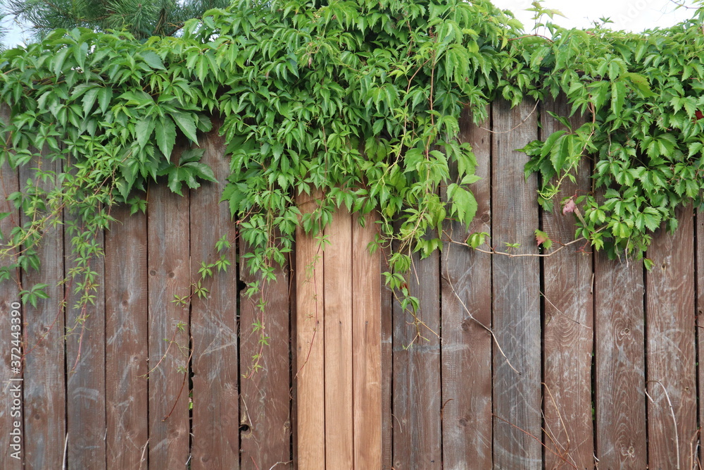 green shrub on a brown fence