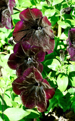 Beautiful, bright blooming petunia in a flower bed