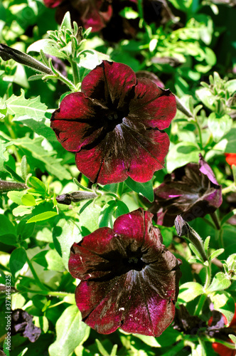 Beautiful, bright blooming petunia in a flower bed