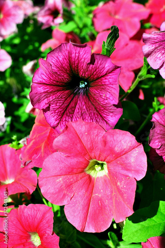 Beautiful, bright blooming petunia in a flower bed
