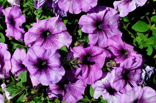 Beautiful, bright blooming petunia in a flower bed