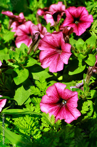Beautiful, bright blooming petunia in a flower bed