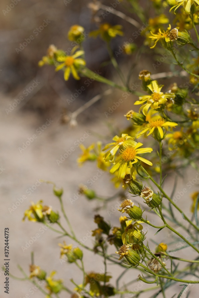 Head inflorescences of yellow blossom on Threadleaf Ragwort, Senecio Flaccidus, Asteraceae, native perennial subshrub in Pioneertown Mountains Preserve, Southern Mojave Desert, Springtime. Head inflorescences of yellow blossom on Threadleaf Ragwort, Senecio Flaccidus, Asteraceae, native perennial subshrub in Pioneertown Mountains Preserve, Southern Mojave Desert, Springtime.