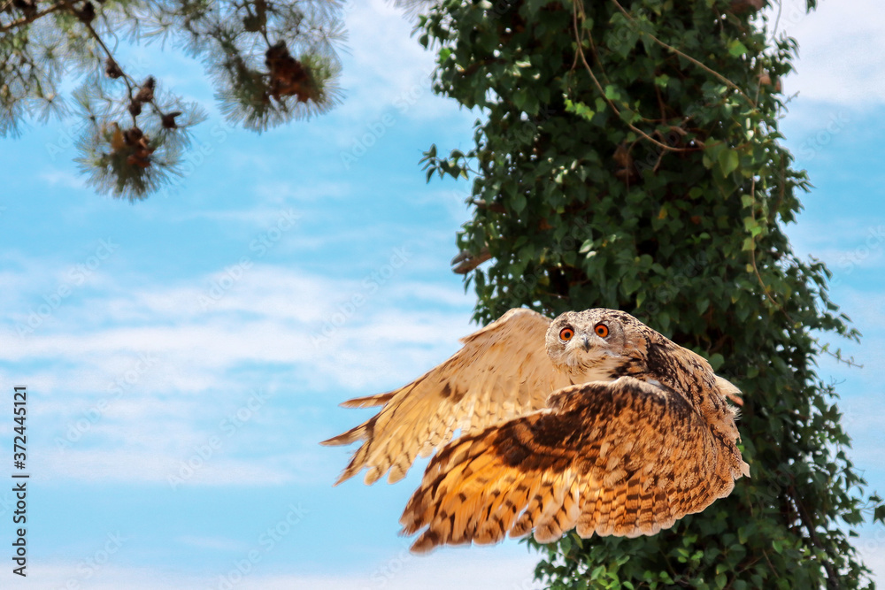 Fototapeta premium eagle owl