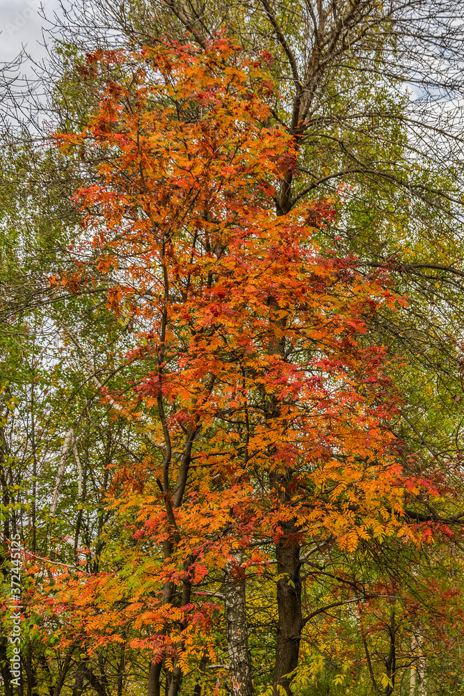 Autumn  colors