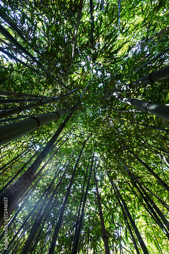 Bambus von unten fotografiert