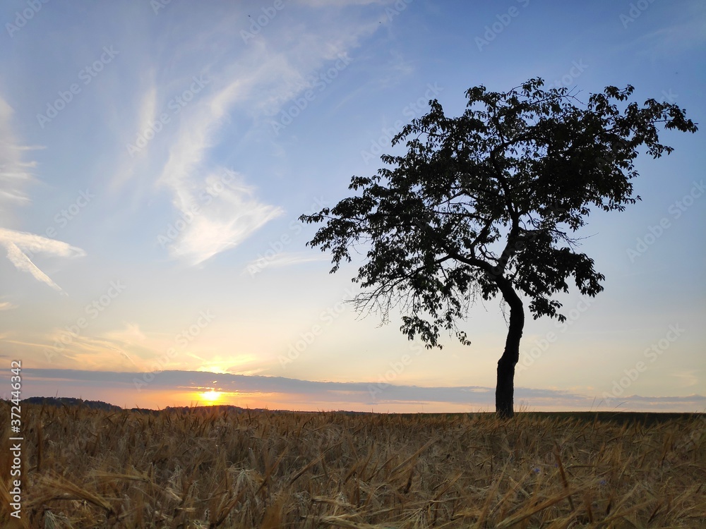 A lone tree at sunset in Bavaria, Germany