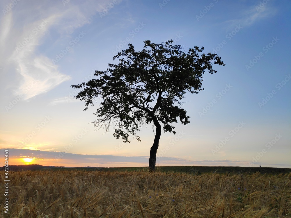 A tree at sunset in Bavaria, Germany