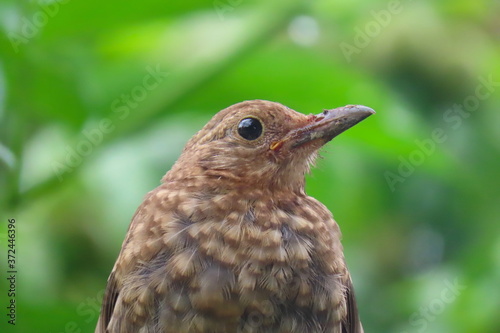 Beautiful close-up female eurasian blackbird (turdus merula) with blurry green background. Beautiful close-up of a female blackbird.