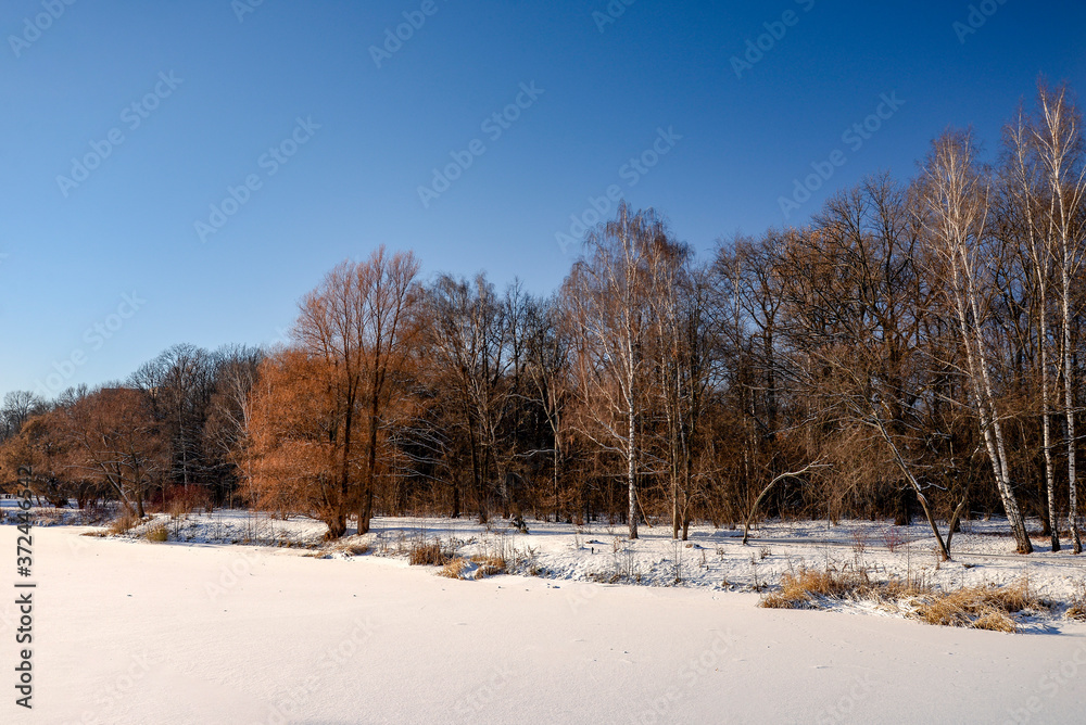 winter landscape with trees