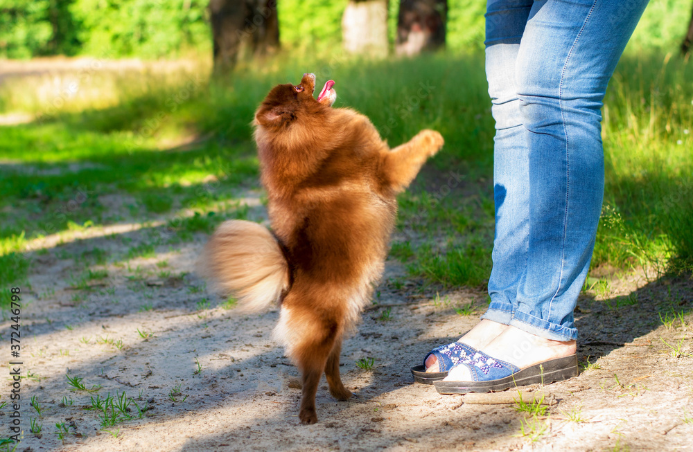 The Pomeranian stands on its hind legs. The dog takes the treat from his hands.