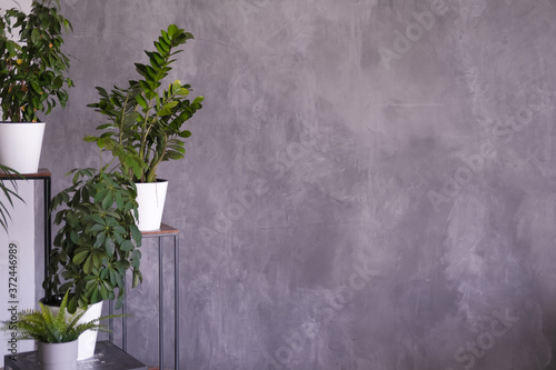 Fototapeta Naklejka Na Ścianę i Meble -  indoor plants on a stand on a dark gray background