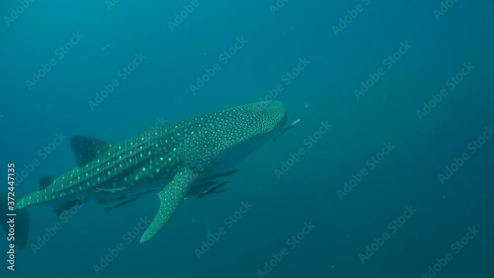 Whale shark swims from the deep under the dive boat Whale shark swims from the deep under the dive boat