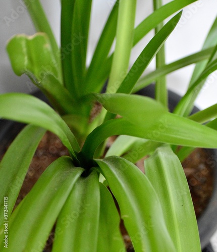 looking through the leaves of the plant