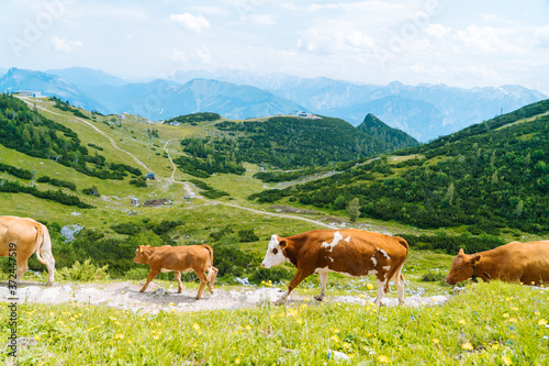Fototapeta Naklejka Na Ścianę i Meble -  Cow and calf spends the summer months on an alpine meadow in Alps. Many cows on pasture. Austrian cows on green hills in Alps. Alpine landscape in cloudy Sunny day. Cow standing on road through Alps