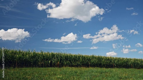 Nature in Baselland in Switzerland. cornfield, cloudy sky and a camera movement from right to left. photo