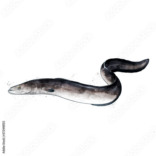 Eel, watercolor isolated illustration of a fish. photo