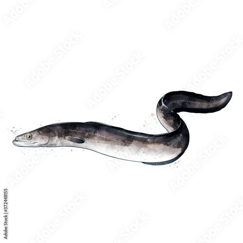 Eel, watercolor isolated illustration of a fish.