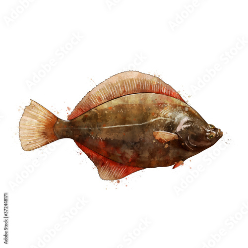 Flounder, watercolor isolated illustration of a fish. photo