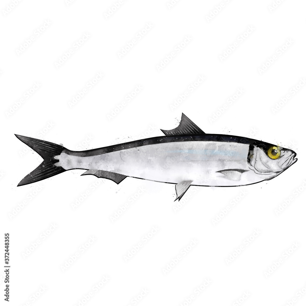 Obraz premium Sardine, watercolor isolated illustration of a fish.