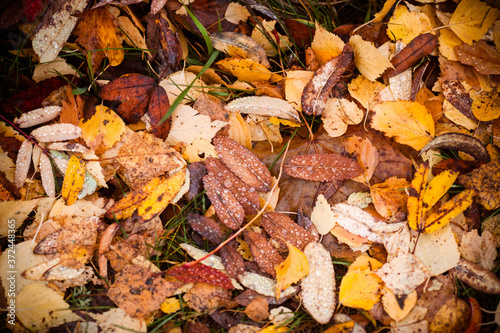 Autumn leaves. Fallen leaves with rain drops. Autumn background with yellow foliage