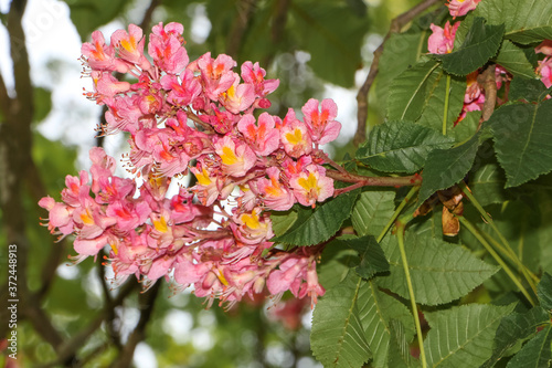 Rote Blüten der Rosskastanie, Aesculus hippocastanum photo