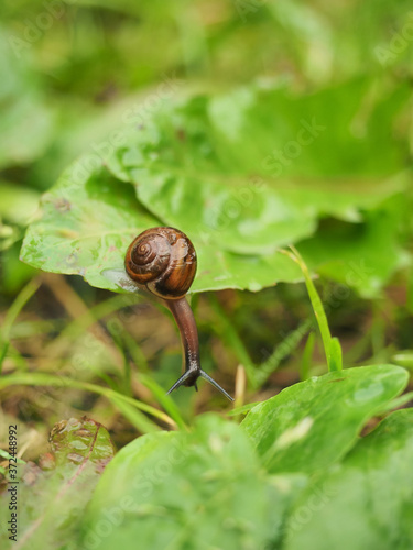 A snail moving down from a green leaf