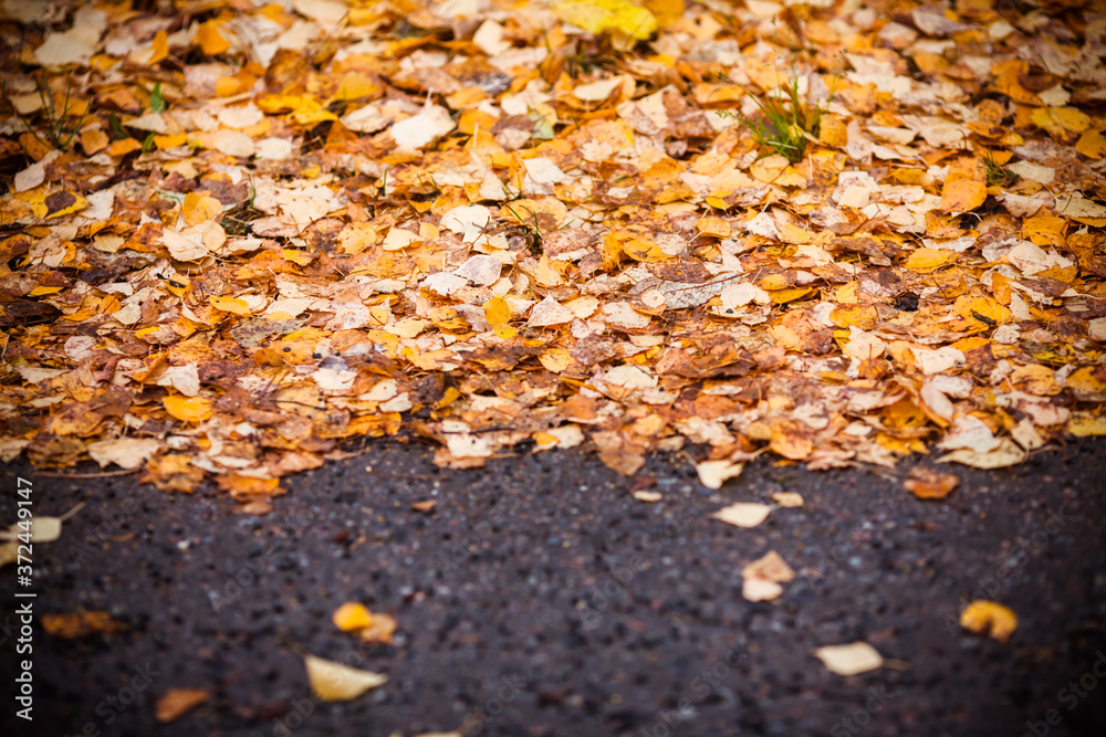 Yellow autumn leaves on the road. Horizontal autumn background