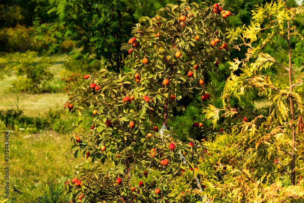 The fruit-bearing rosehip bush grows in a clearing.