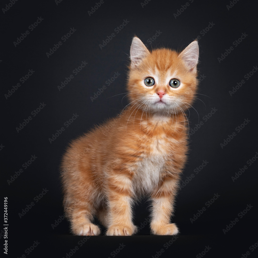 Cute red tabby shorthair cat kitten, standing sideways. Looking curious to camera with greenish eyes. Isolated on black background.