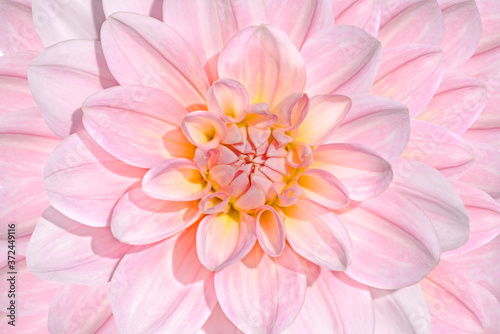 pink dahlia flower close up