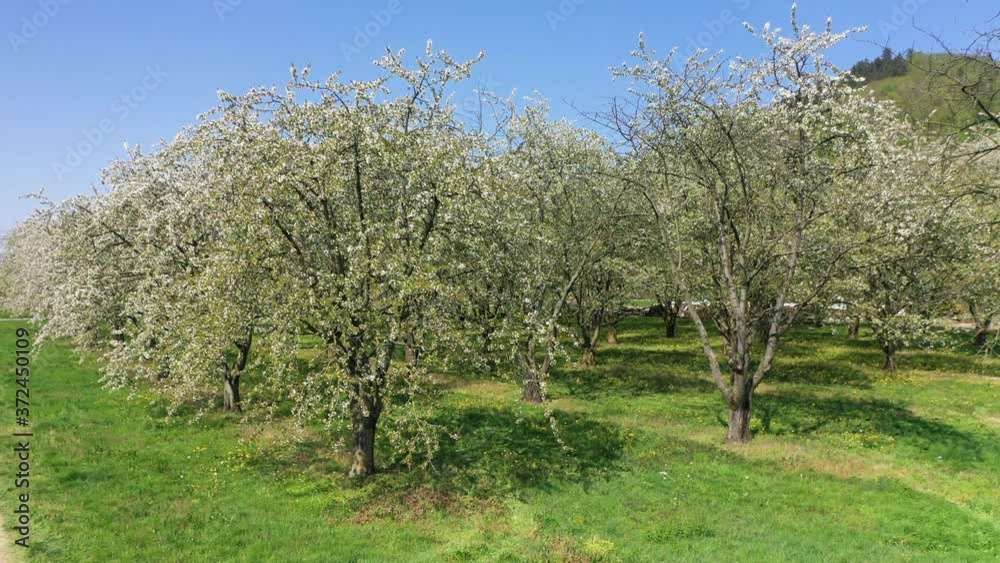 Upward drone flight over cherry trees with a final view of the Ortenberg Castle Upward drone flight over cherry trees with a final view of the Ortenberg Castle